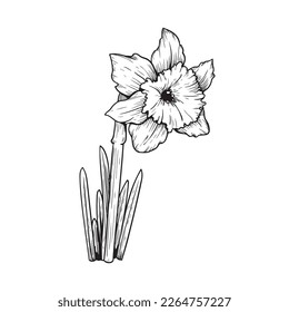 Handgezeichnete Skizze-Stildielen oder Narzissengemälde. Pflanzenquelle botanische Sammlung. Vektorgrafik einzeln auf weißem Hintergrund.