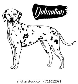 Hand drawn sketch style dalmatian. Vector illustration isolated on white background.