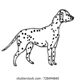  hand drawn sketch style dalmatian dog.Vector illustration isolated on white background