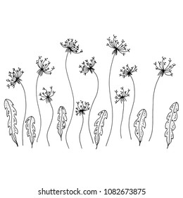 Hand drawn sketch style Dandelions.Vector illustration 