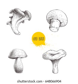 Hand drawn sketch style different forest mushrooms set. Champignon, oyster, chanterelle and porcini mushrooms. Organic eco raw food vector illustrations isolated on white background.