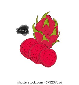 Hand drawn sketch style Dragon fruit and three sliced pitahaya. Red-fleshed pitahaya. Color illustration.
