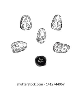 Hand Drawn Sketch Style Dried Jujube Set. Vector Illustration. 