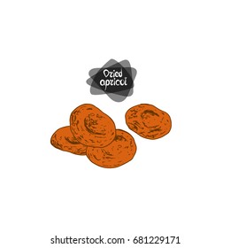 Hand drawn sketch style dried apricot. Color illustration.