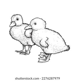 Pinzas dibujadas a mano estilo patitos. Pato pequeño. Aves de corral. Lo mejor para los diseños temáticos de Pascua. Estilo retro. Ilustración vectorial en blanco.