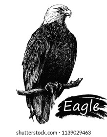 Hand drawn sketch style eagle isolated on white background. Vector illustration.