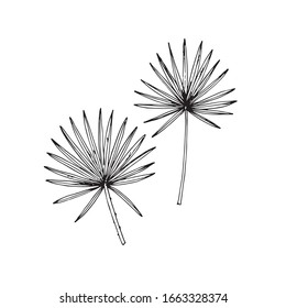 Hand drawn sketch style fan palm leaves set. Vector illustration. 