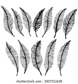 Hand drawn sketch style. Feathers graphic.Vector illustration isolated on white background.