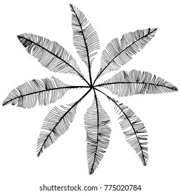Hand drawn sketch style. Feathers. Vector illustration isolated on white background.
