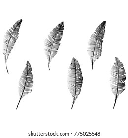 Hand drawn sketch style. Feathers. Vector illustration isolated on white background.

