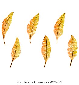 Hand drawn sketch style. Feathers. Vector illustration isolated on white background.
