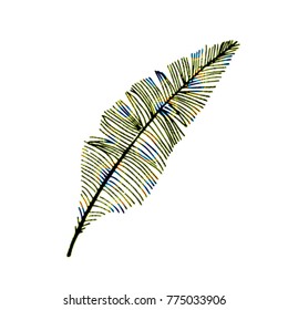 Hand drawn sketch style. Feathers. Vector illustration isolated on white background.
