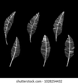 Hand drawn sketch style. Feathers.Vector illustration.