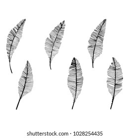 Hand drawn sketch style. Feathers.Vector illustration.