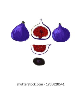 Juego de higos de estilo de esbozo dibujado a mano. Ilustración de color.