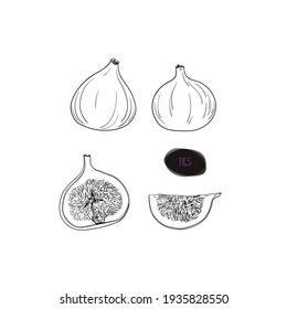 Hand drawn sketch style figs set. Vector illustration.