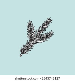 Hand drawn sketch style fir branch. Christmas design element. Vector illustration isolated on white.