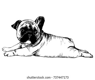 Hand drawn sketch style french bulldog puppy. Vector illustration isolated on white background.