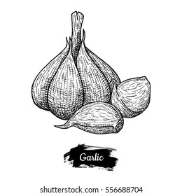 Hand drawn sketch style garlic. Herbs and spices vector vintage illustration.