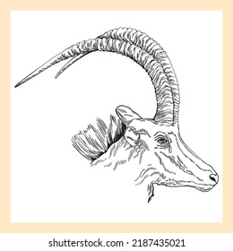 Hand drawn sketch style gazelle isolated on the white background. Vector illustration.