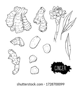 Hand drawn sketch style ginger set. Flower and leaves. Vector illustration. 