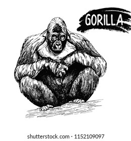 Hand drawn sketch style gorilla isolated on white background. Vector illustration.