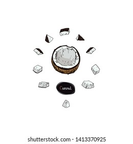 Hand drawn sketch style half and sliced coconut set on white background. Color illustration. 
