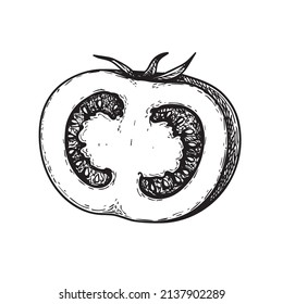 Hand drawn sketch style half of tomato. Best for tomato themed designs in retro vintage style. Organic vegetable vector illustration.