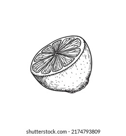 Hand drawn sketch style half of lemon. Retro illustration of tropical citrus fruit. Best for menu and package designs. Vector illustration.