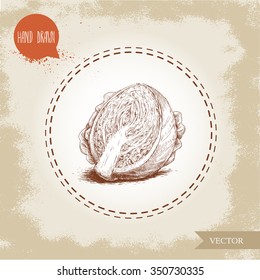 Hand drawn sketch style half of cabbage. Fresh raw vegetable vector illustration.
