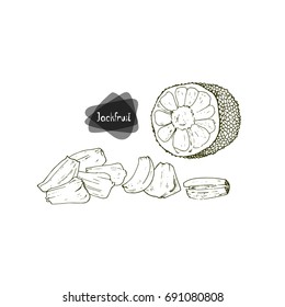 Hand drawn sketch style half jackfruit sliced jackfruit on white background. Vector illustration.