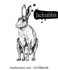 Hand drawn sketch style hare isolated on white background. Vector illustration.