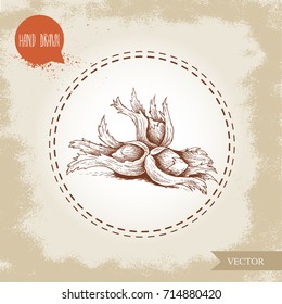 Hand drawn sketch style hazelnuts in their clusters. Forest nuts (filbert, cobnuts). Vector illustration isolated on old background.