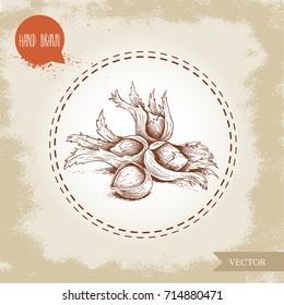 Hand drawn sketch style hazelnuts in their clusters. Forest nuts (filbert, cobnuts). Vector illustration isolated on old background.