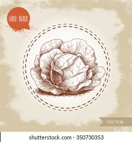 Hand drawn sketch style head of cabbage. Fresh ripe and eco vegetable vector illustration.