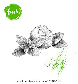 Hand drawn sketch style healthy fruits. Lemon half and mint leaves. Vector illustration isolated on white background.