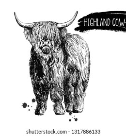 Hand drawn sketch style highland cattle isolated on white background. Vector illustration.