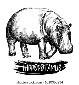 Hand drawn sketch style hippopotamus. Vector illustration isolated on white background.