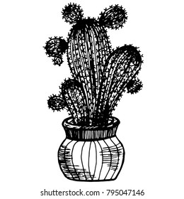 Hand drawn sketch style Home cactus. Vector illustration.