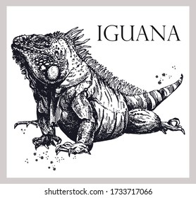 Hand drawn sketch style iguana lizard isolated on white background. Vector illustration.