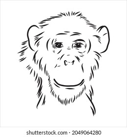 Hand drawn sketch style illustration of monkey face. Chinese zodiac sign. Young Chimpanzee. Vector illustration.