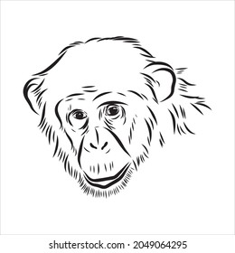 Hand drawn sketch style illustration of monkey face. Chinese zodiac sign. Young Chimpanzee. Vector illustration.