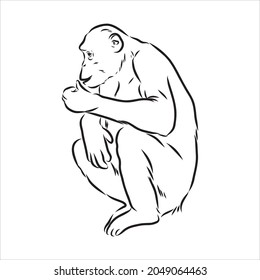 Hand drawn sketch style illustration of monkey face. Chinese zodiac sign. Young Chimpanzee. Vector illustration.