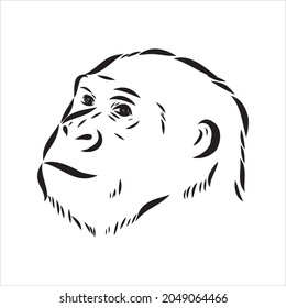 Hand drawn sketch style illustration of monkey face. Chinese zodiac sign. Young Chimpanzee. Vector illustration.