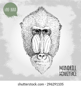 Hand drawn sketch style illustration of monkey face. Chinese zodiac sign. Mandrill male face. Dangerous monkey. T-shirt and placard design. Vector illustration.