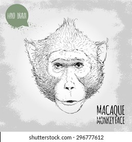 Hand drawn sketch style illustration of monkey face. Chinese zodiac sign. Macaque male face. T-shirt and placard design. Vector illustration.