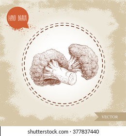Hand drawn sketch style illustration of  broccoli florets. Healthy ecological food vintage vector.