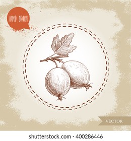 Hand drawn sketch style illustration of gooseberries with leaf. Healthy berry vintage vector illustration.