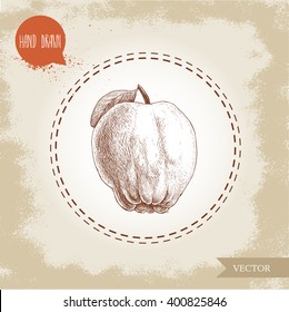 Hand drawn sketch style illustration of quince apple . Vector fruit drawing.