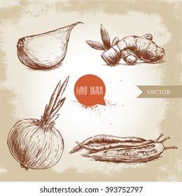 Hand drawn sketch style illustrations of different spices. Garlic clove, ginger root, onion and chili peppers.